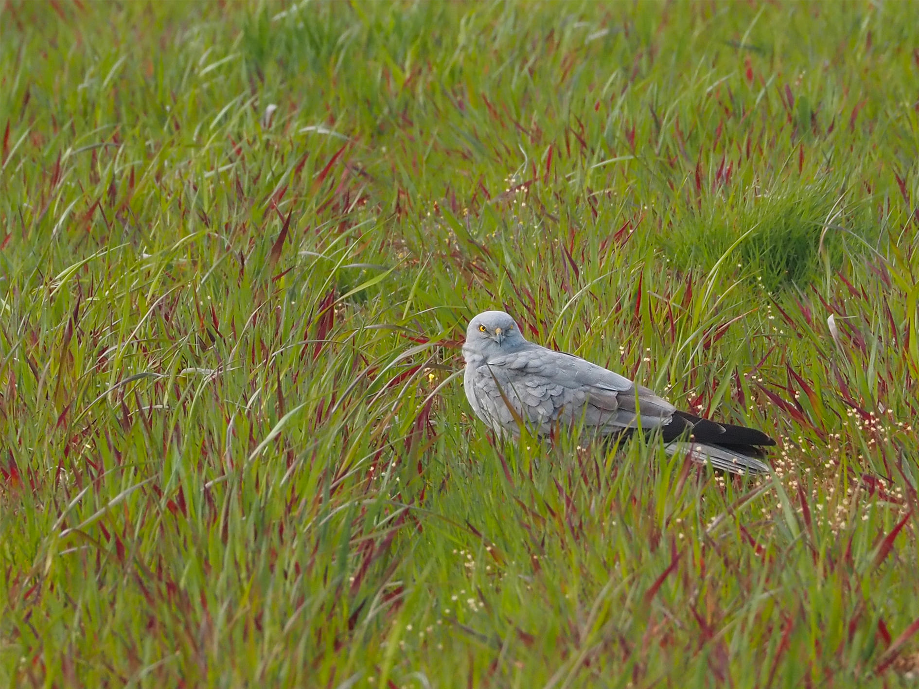 tartaranhao-caçador macho